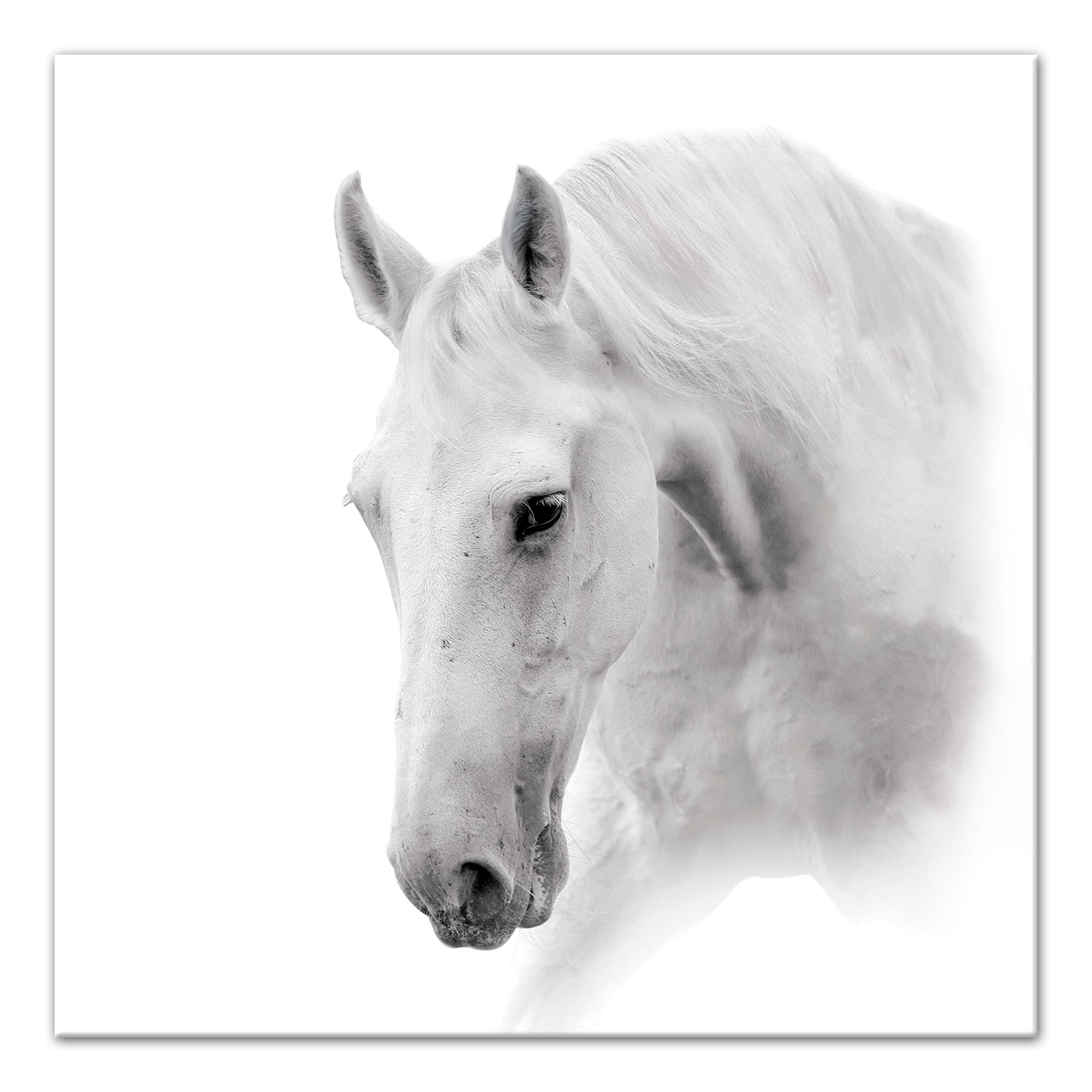 White Horse 24" x 24" Canvas Wall Art